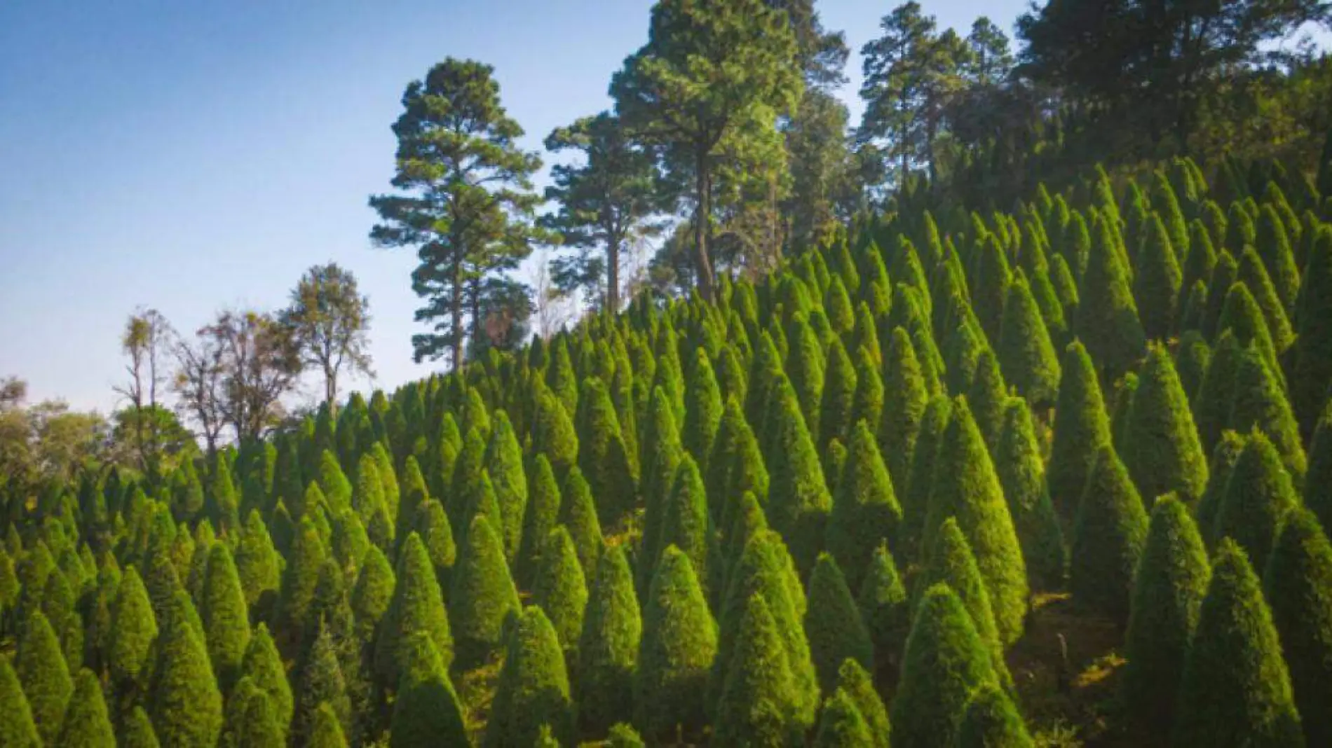 Árboles de navidad naturales